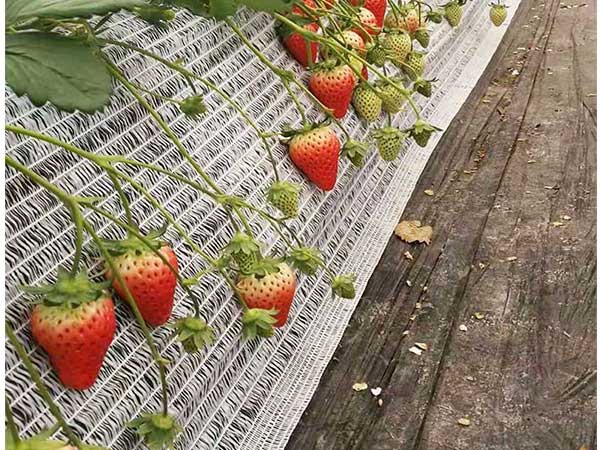 Chinese Factory New Design White Knitted Plastic Separation Net for Strawberry