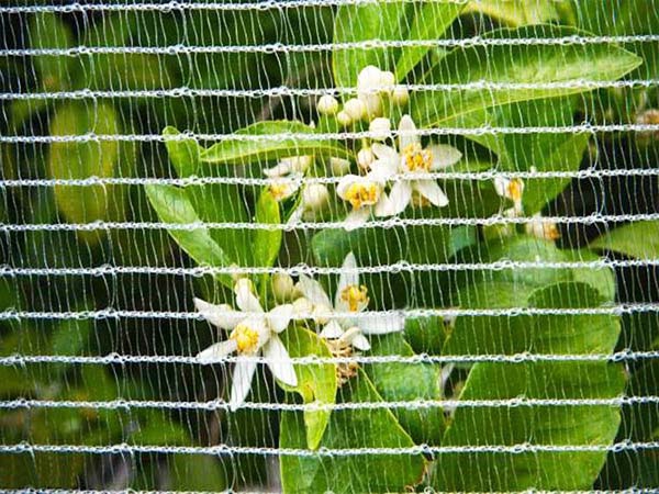 2024 Factory Best Selling Custom Size White HDPE insect proof net