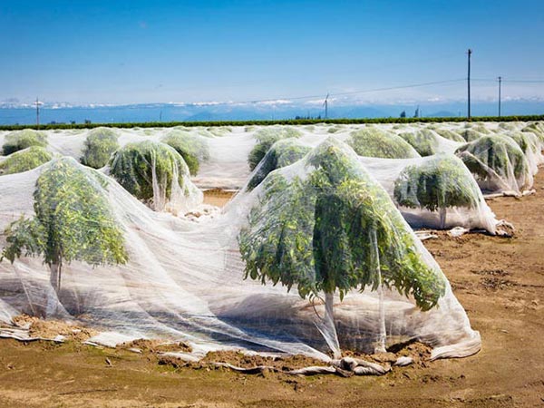 Wholesale 23-50g High Quality Knitting anti insect net for fruit trees