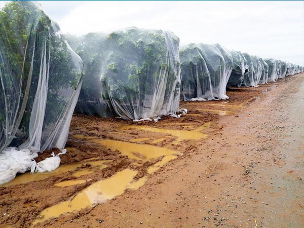 2024 Factory Best Selling Custom Size White HDPE insect proof net