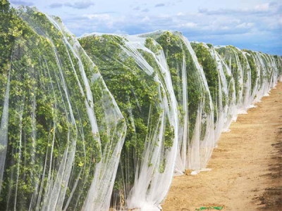  Wholesale White Low Price 20-50 gsm Knitted agricultural anti insect/bee net