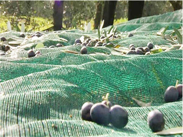 2024 European Hot styles HDPE Knitting Olive Net Harvest Net