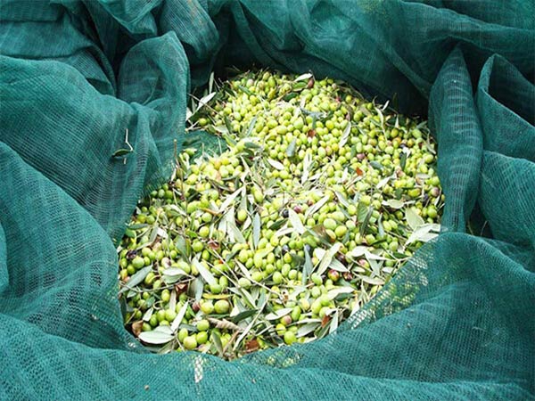 Chinese Factory Wholesale Low Price Olive fruit Harvesting Net