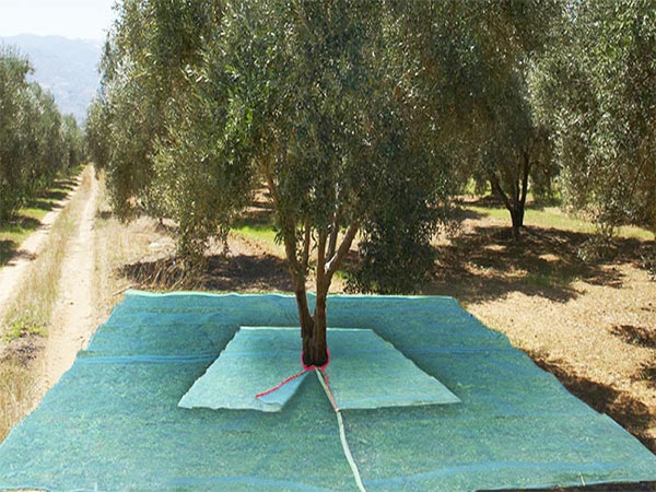 2024 New Olive collection Net for wholesale