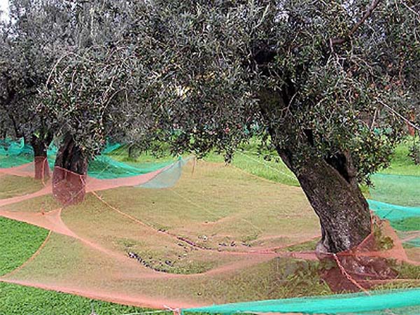 Chinese Factory Wholesale Low Price Olive fruit Harvesting Net