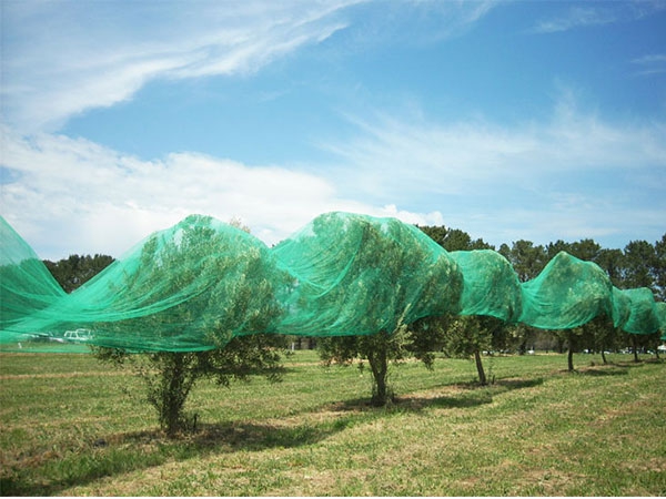 Custom Size 20-40gsm Agricultural birding Netting for Farm