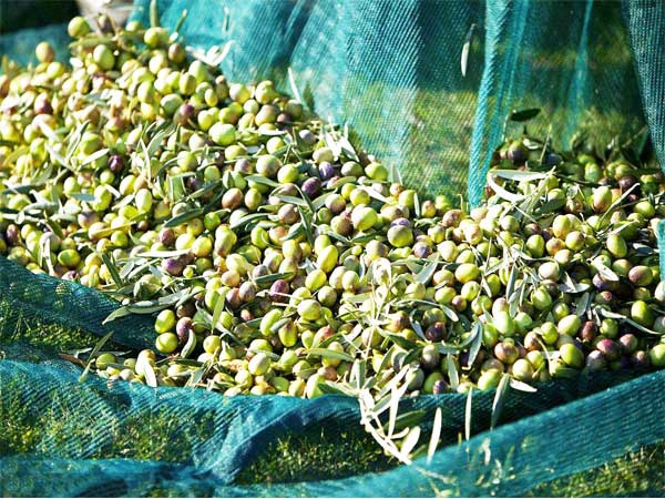 2024 New Olive collection Net for wholesale