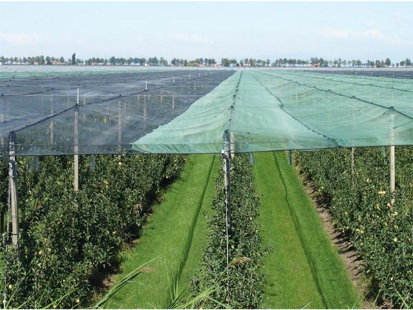2024 New Design Custom Size agricultural anti hail net for orchard