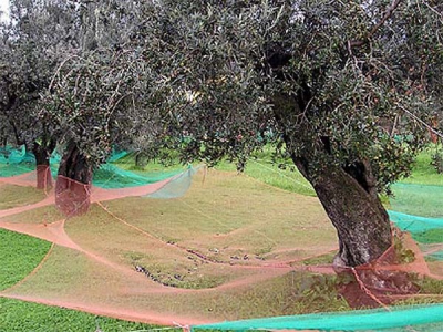 Chinese Factory Wholesale Low Price Olive fruit Harvesting Net