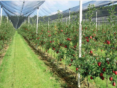 2024 Best selling High strength Knitting anti hail net for orchard