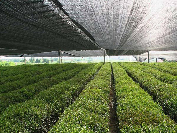 Best Quality Custom Shading rate 50% 70% 80% 90% 40-50gsm black sun shade net