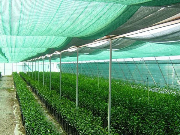 2024 Best Selling 80gsm Dark green sunshade net for greenhouse